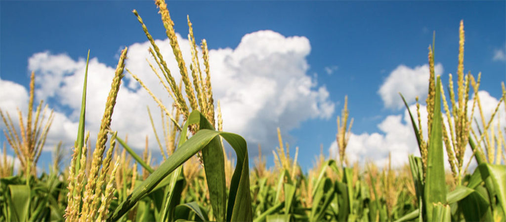 wheat tips